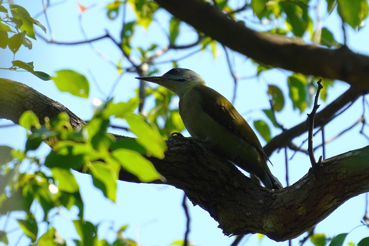 Gray-headed Woodpecker - JingZu Tu