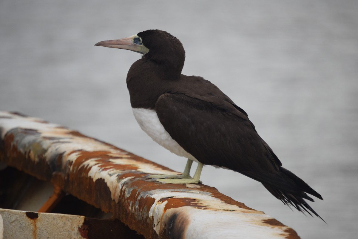 Brown Booby - ML610851669