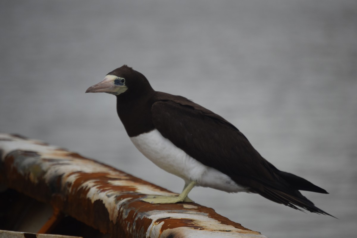 Brown Booby - ML610851670
