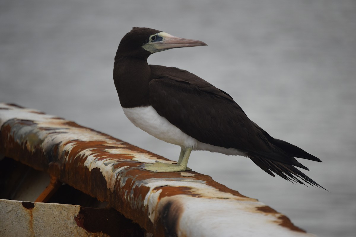 Brown Booby - ML610851671