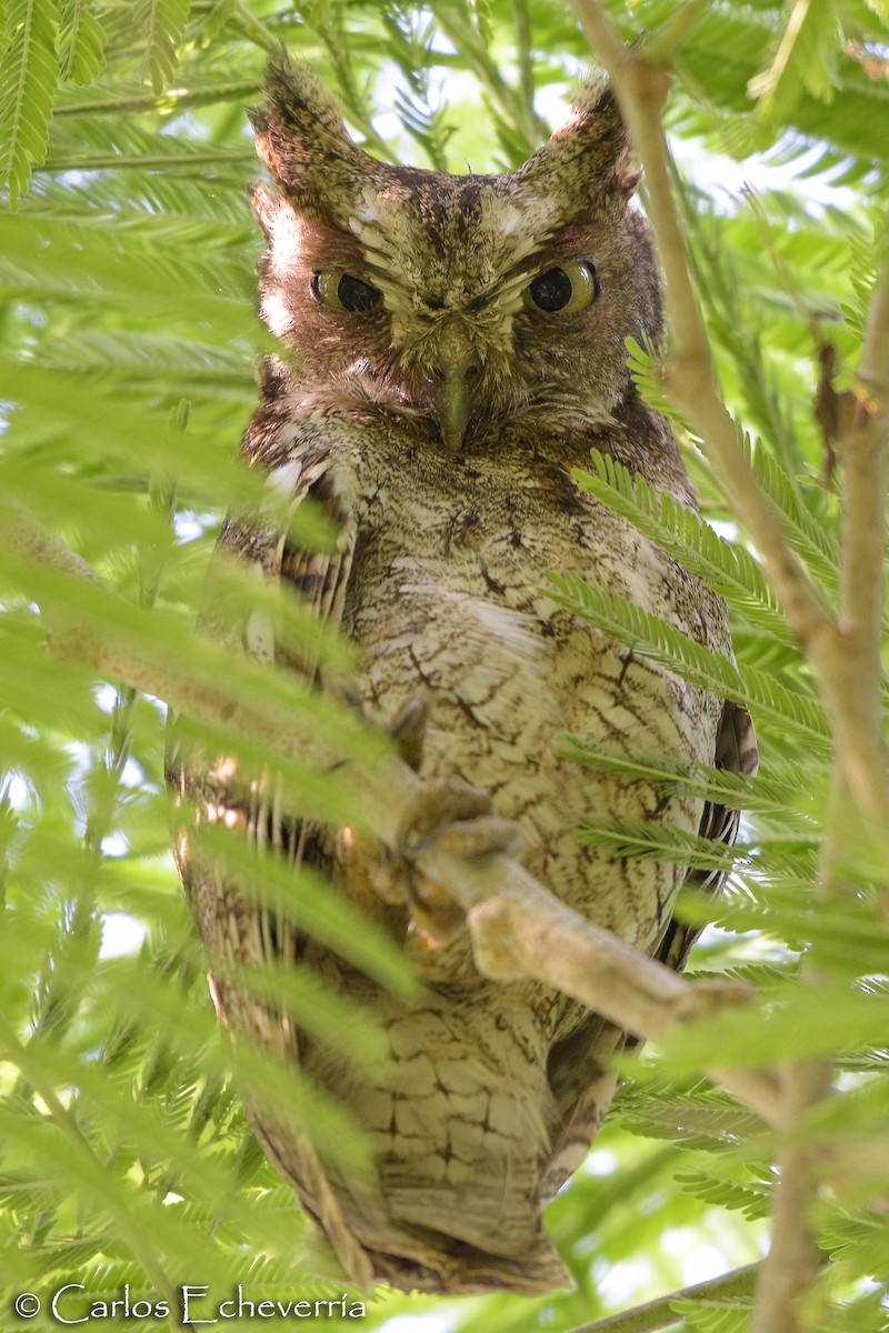 Middle American Screech-Owl - ML61085171