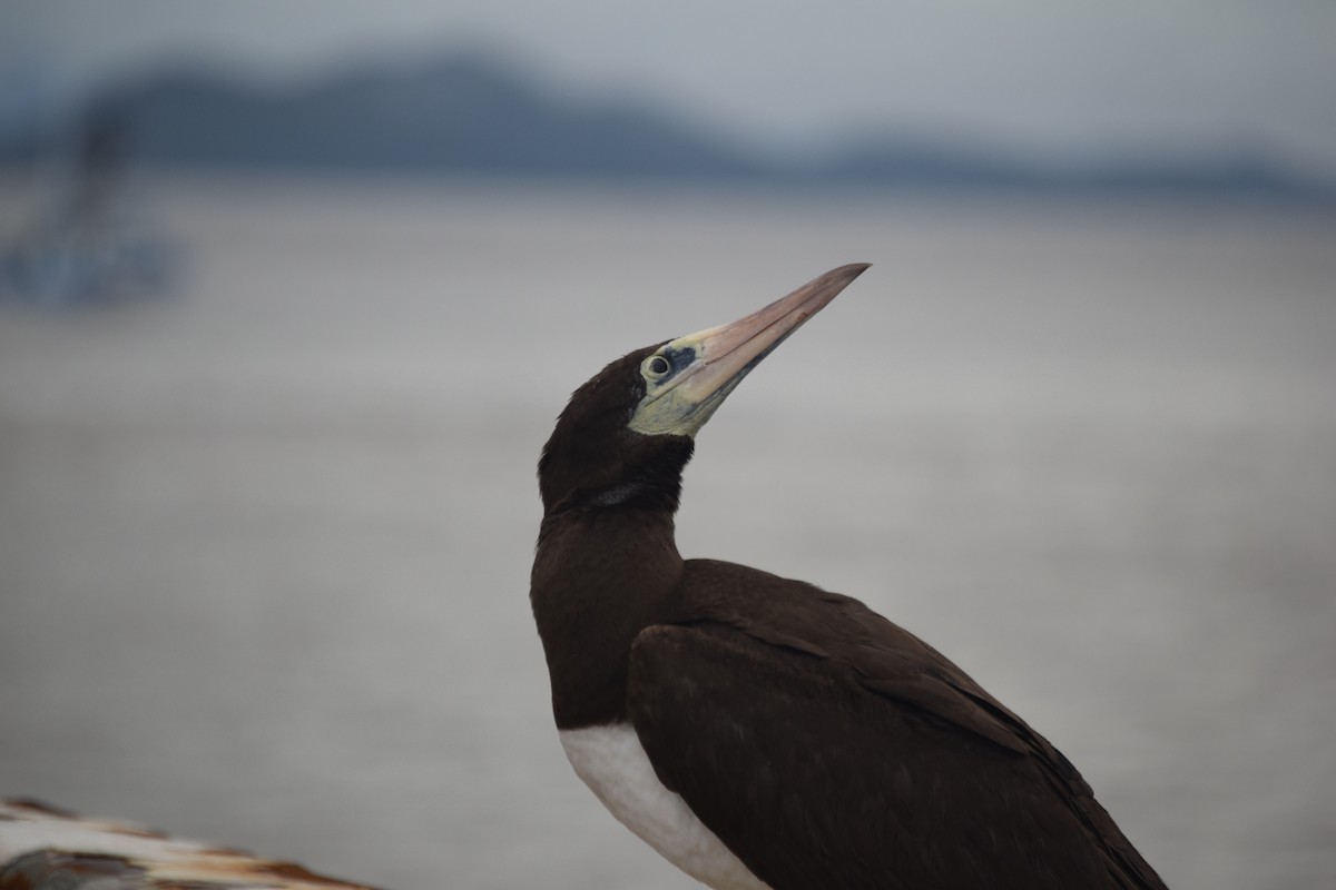 Brown Booby - ML610851745