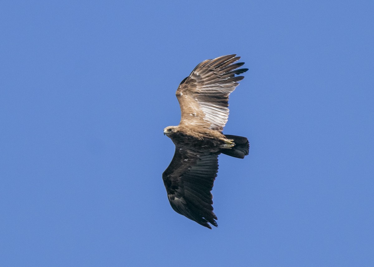 Greater Spotted Eagle - ML610851810