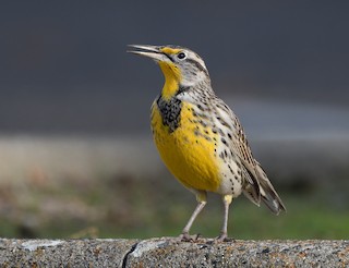 Western Meadowlark