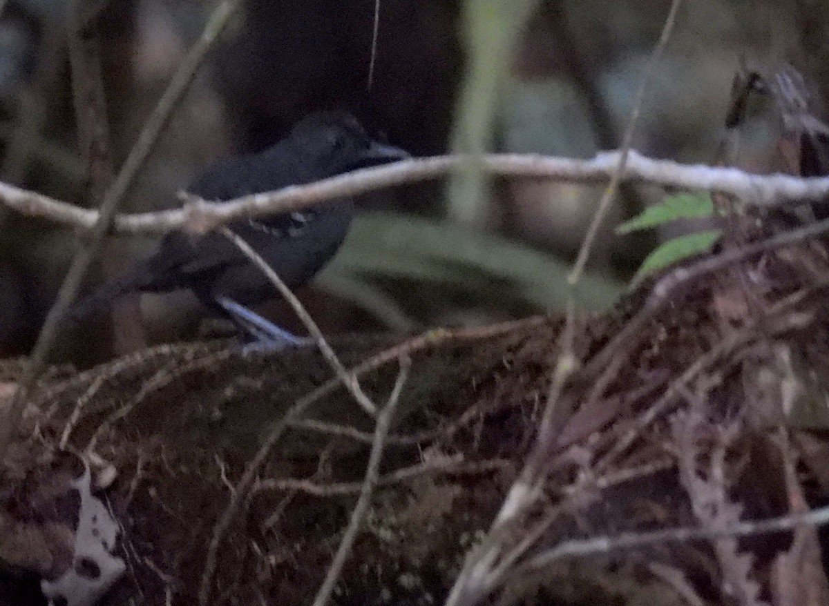 Black-headed Antbird (Amazonas) - ML610852150