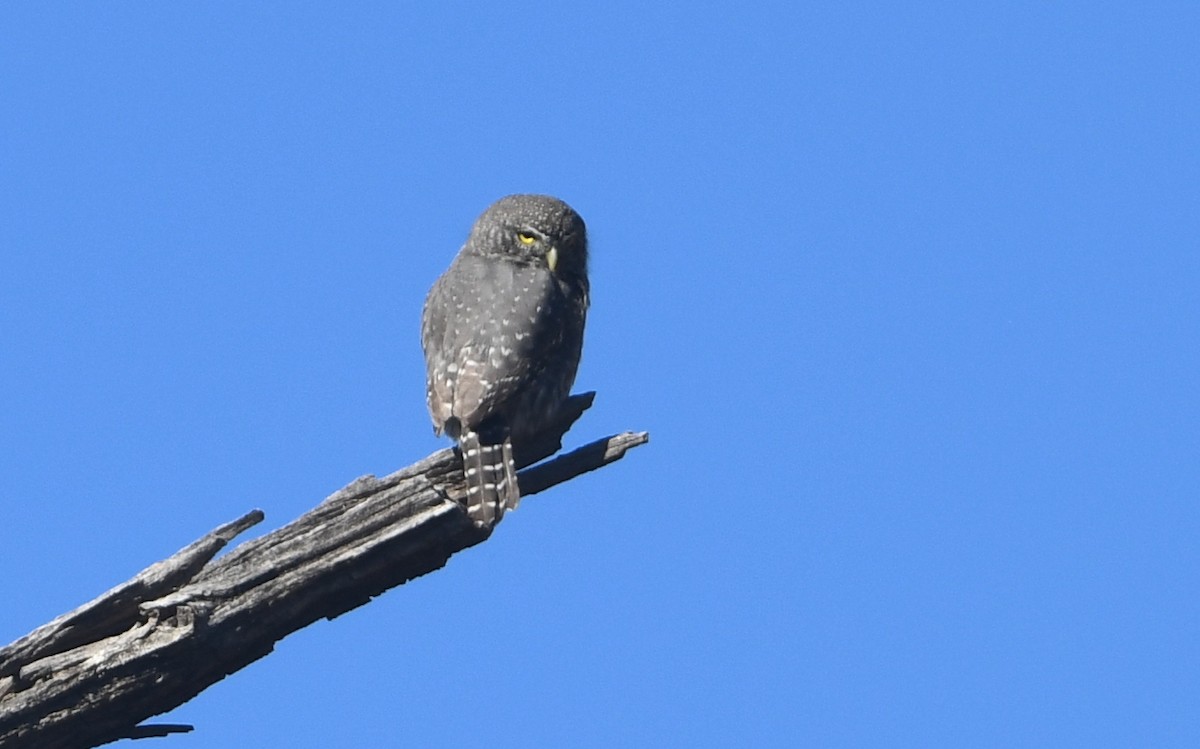 Northern Pygmy-Owl - ML610852308