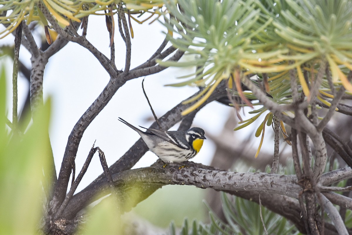Yellow-throated Warbler - ML610852753