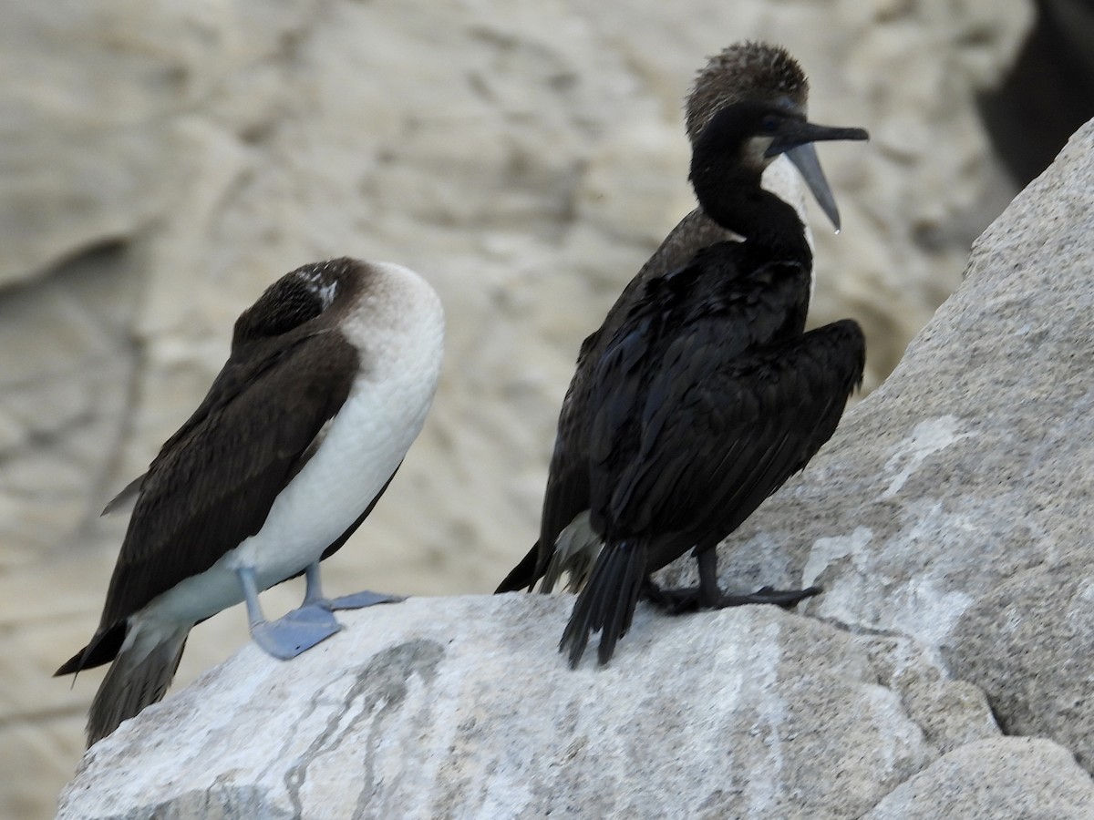 Blue-footed Booby - ML610852776