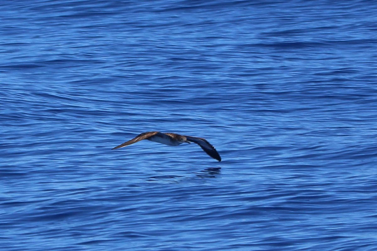 Wedge-tailed Shearwater - Kevin Lester