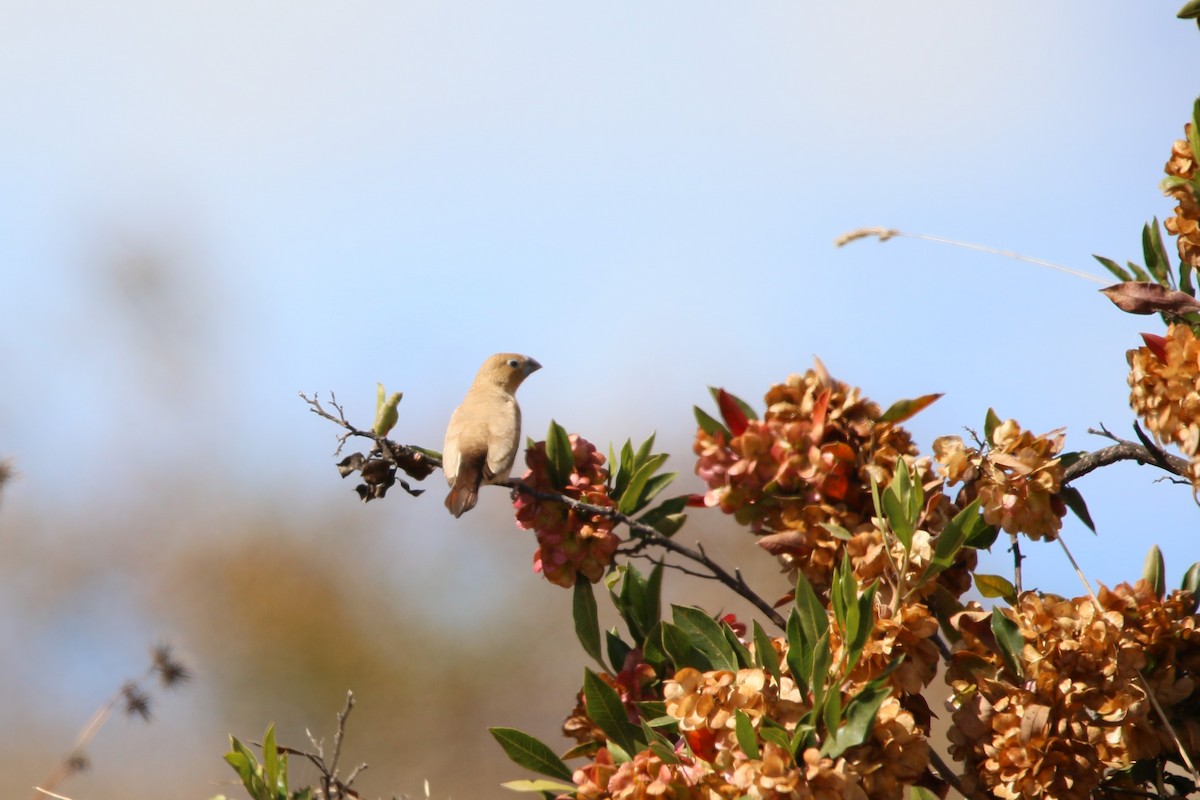 African Silverbill - Kevin Lester