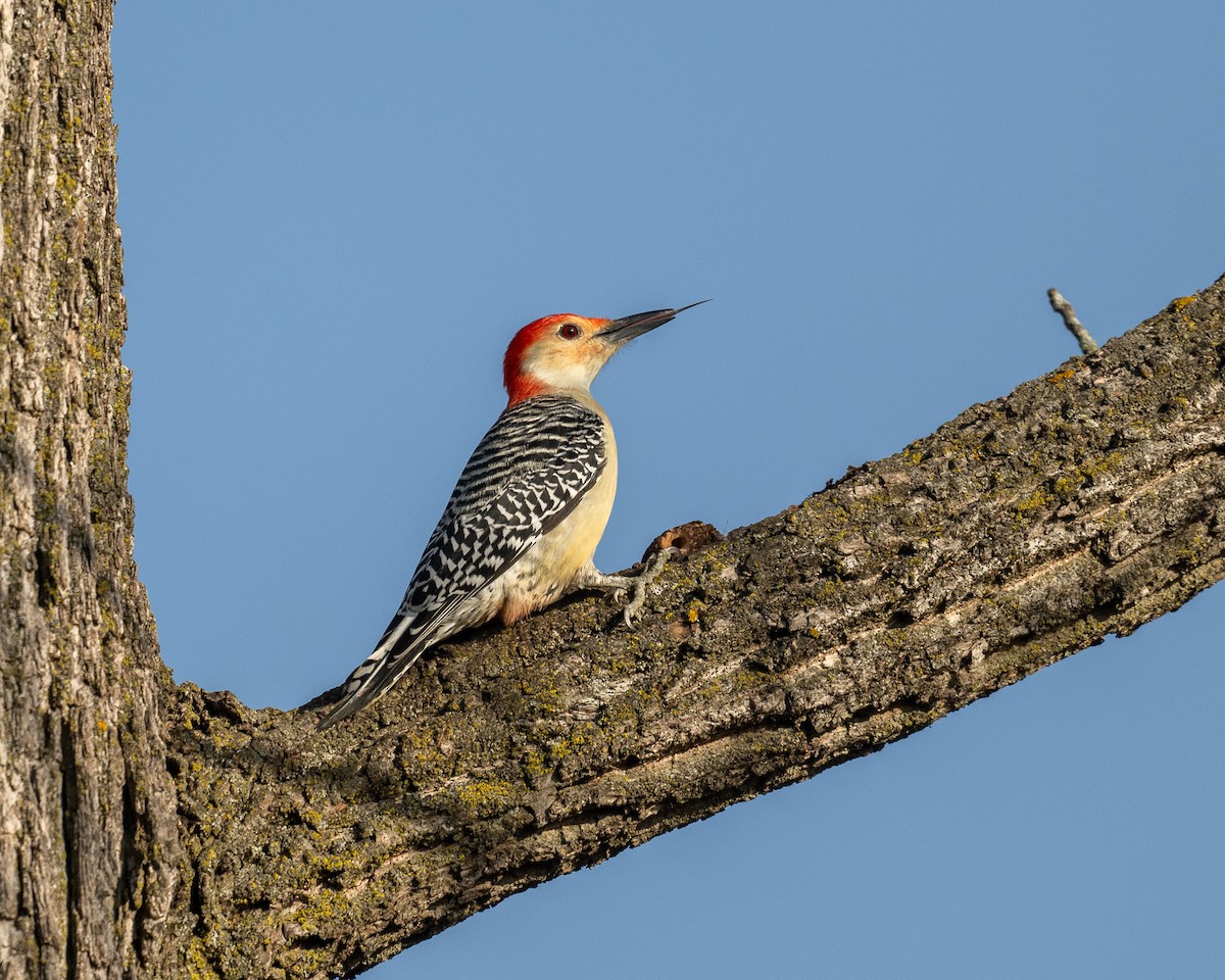 EBird Checklist 5 Nov 2023 Lyman Woods Forest Preserve 25 Species