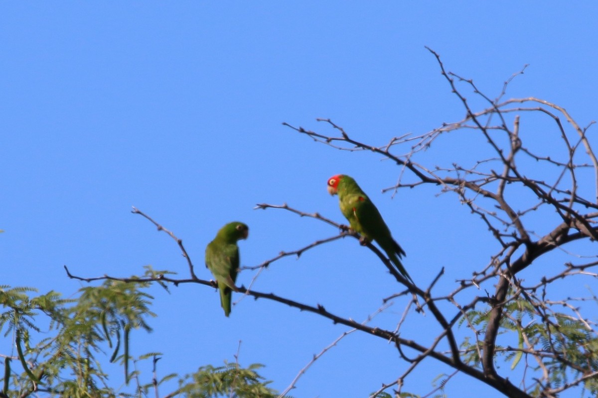 Guayaquil Papağanı - ML610853169