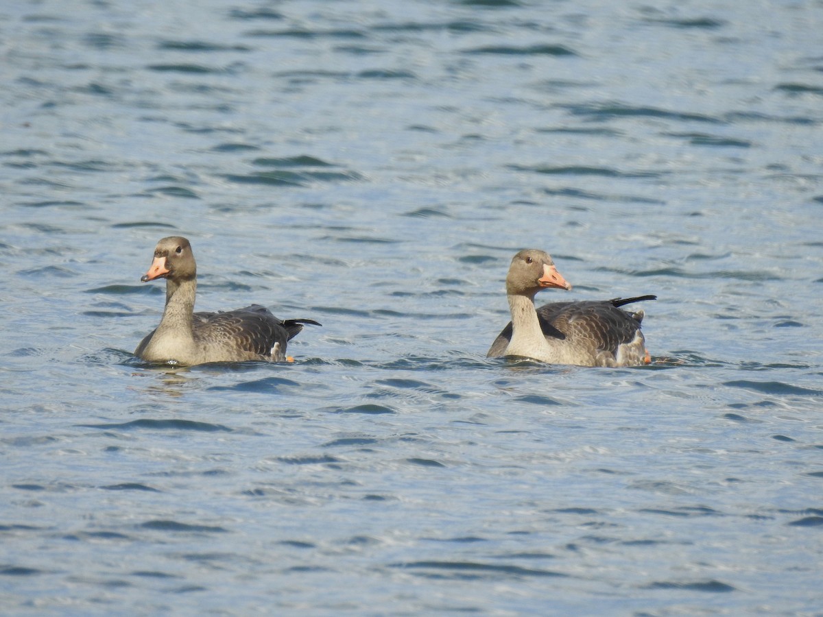 Greater White-fronted Goose - ML610853305