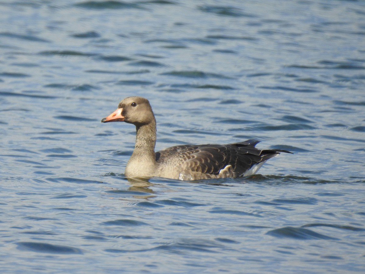 Greater White-fronted Goose - ML610853306