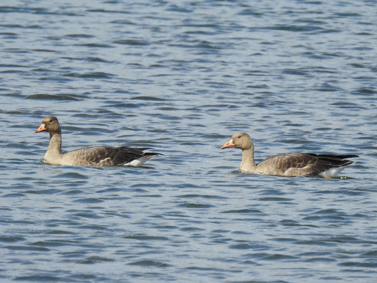 Greater White-fronted Goose - ML610853307
