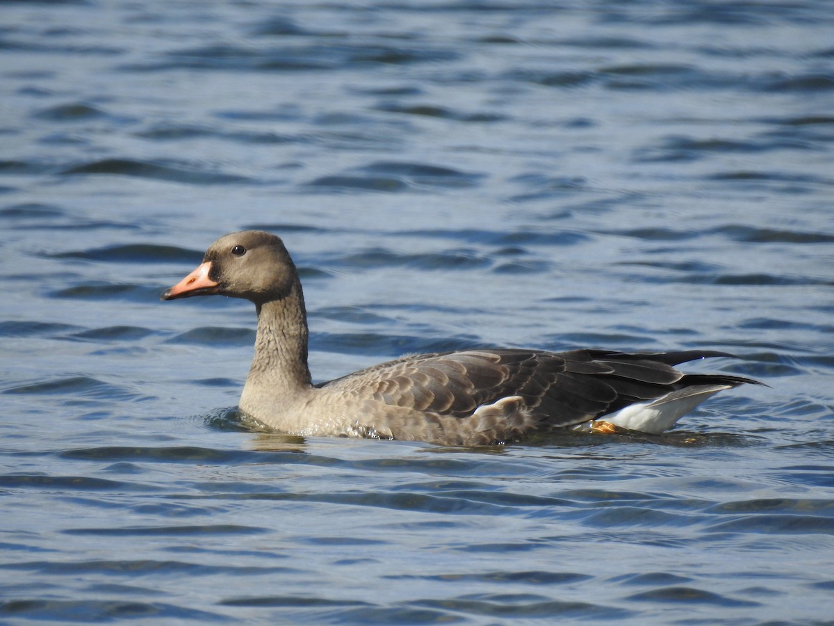 Greater White-fronted Goose - ML610853308