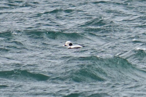 Long-tailed Duck - ML610853560