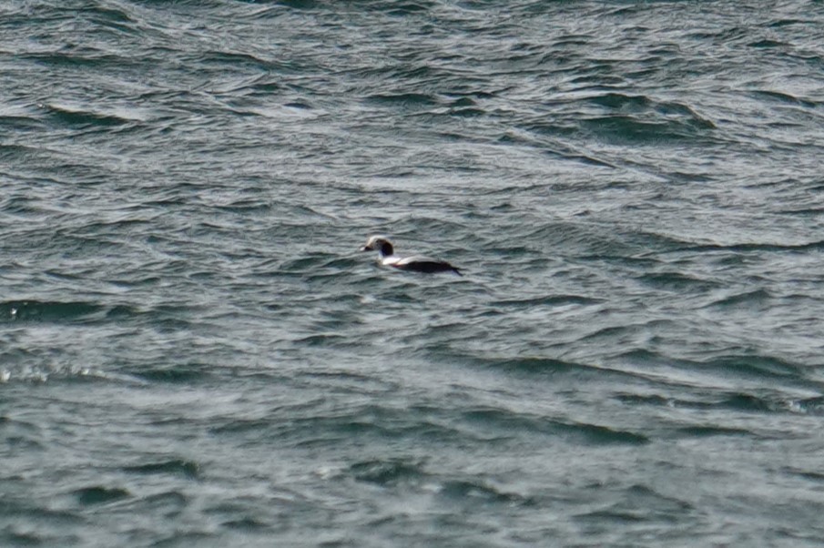 Long-tailed Duck - ML610853561