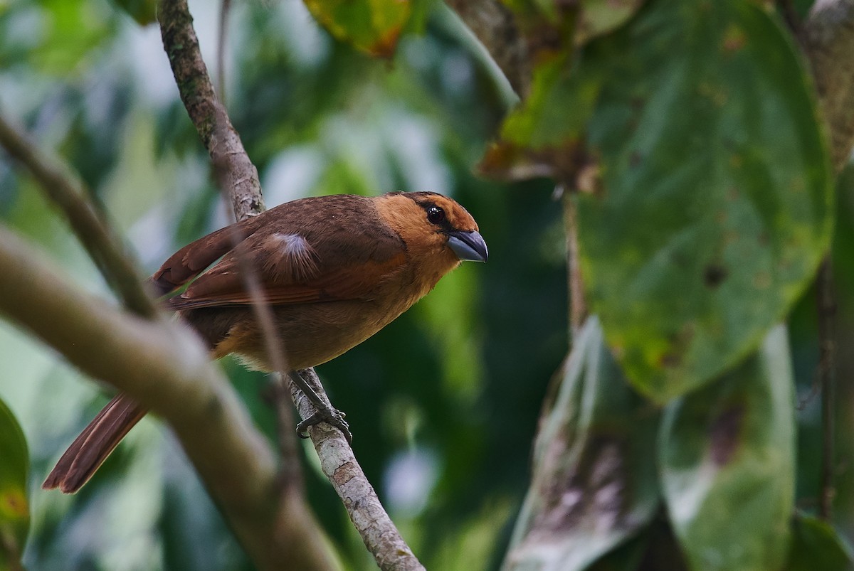 Brown Tanager - ML610853974