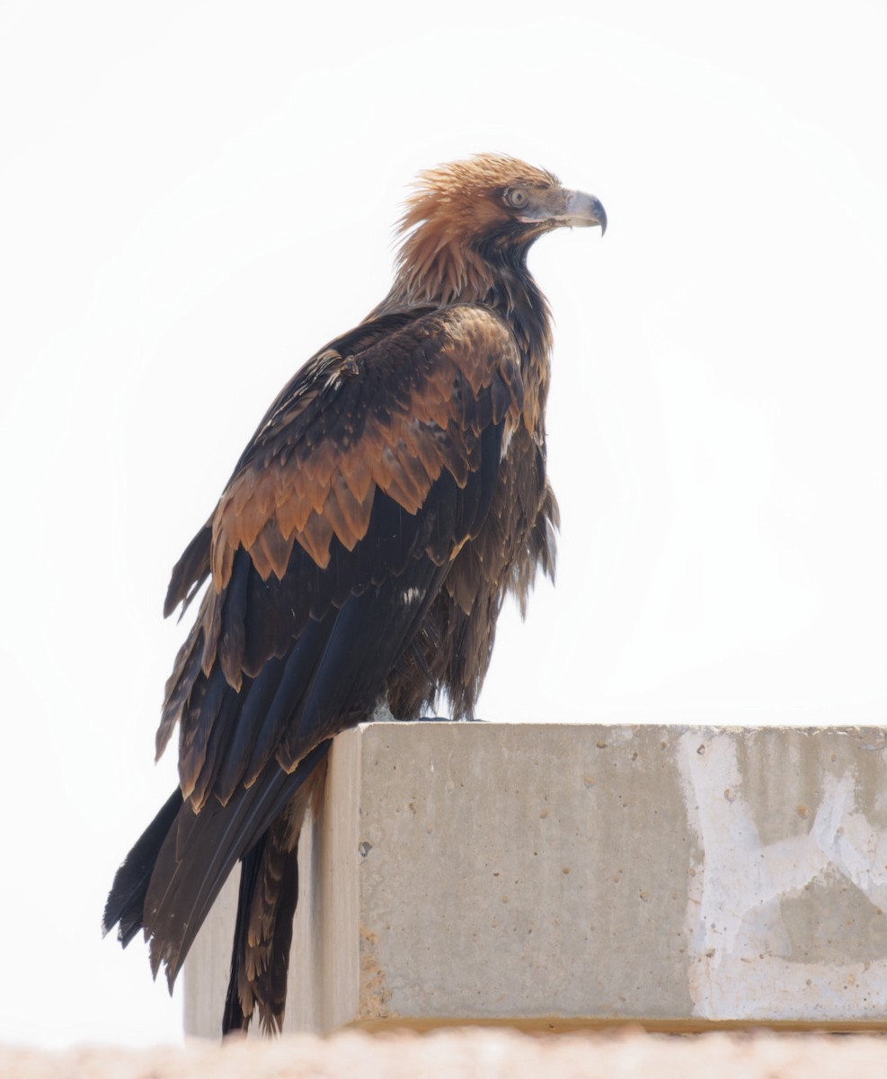 Wedge-tailed Eagle - ML610854129
