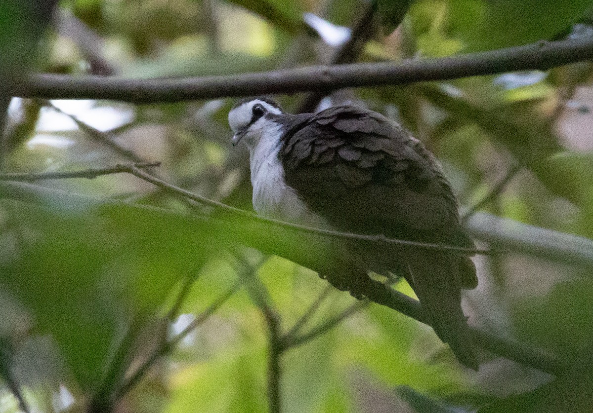 Tambourine Dove - ML610854213