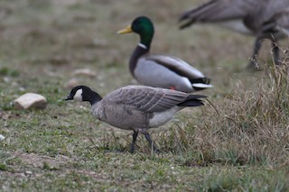 Cackling Goose (minima), ML610854288