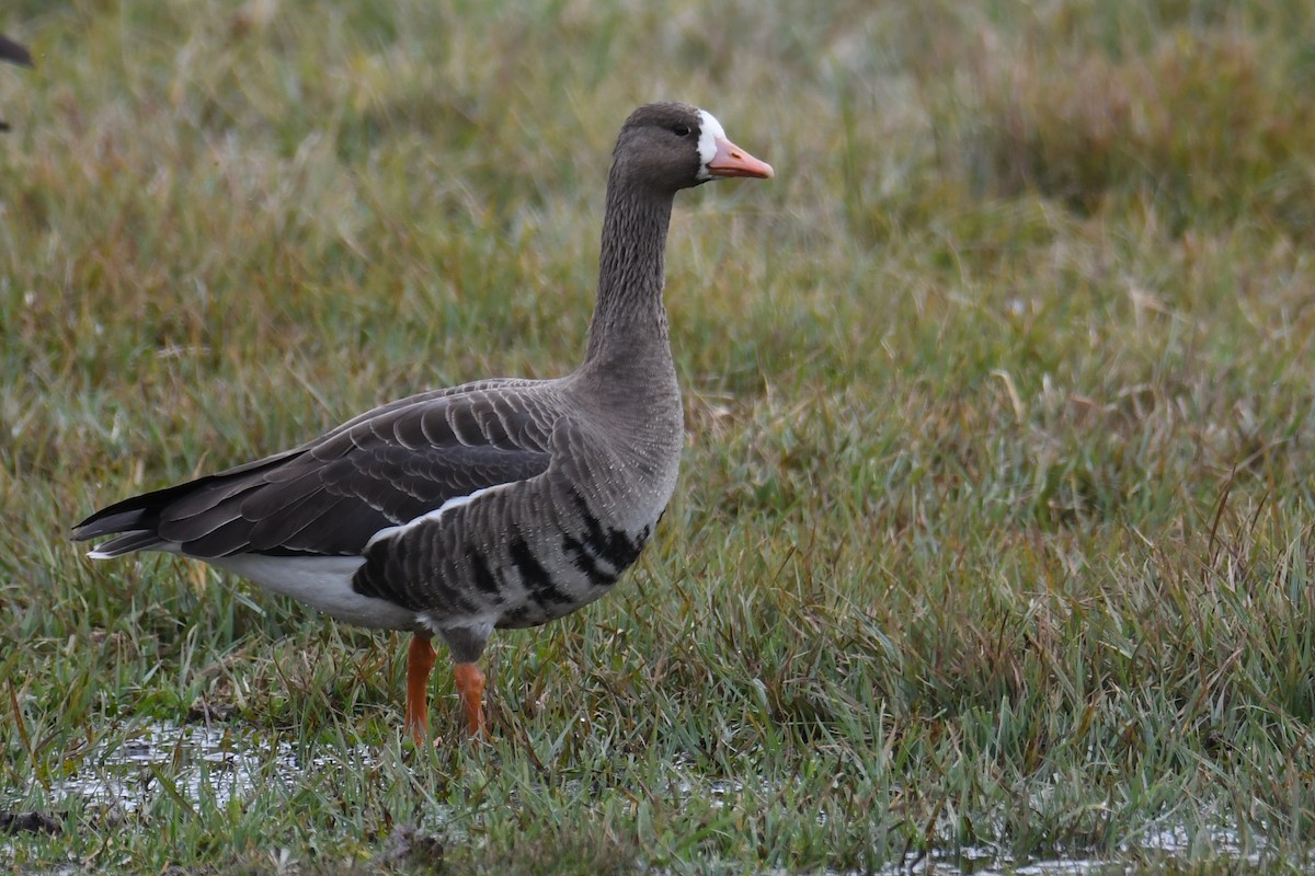 Greater White-fronted Goose - ML610854306