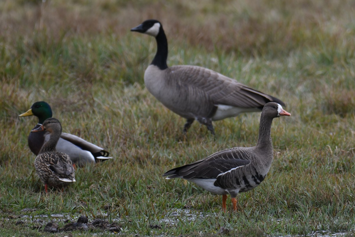 Greater White-fronted Goose - ML610854307