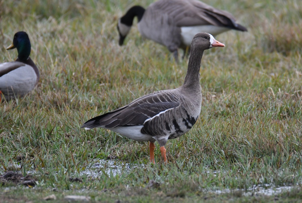 Greater White-fronted Goose - ML610854308