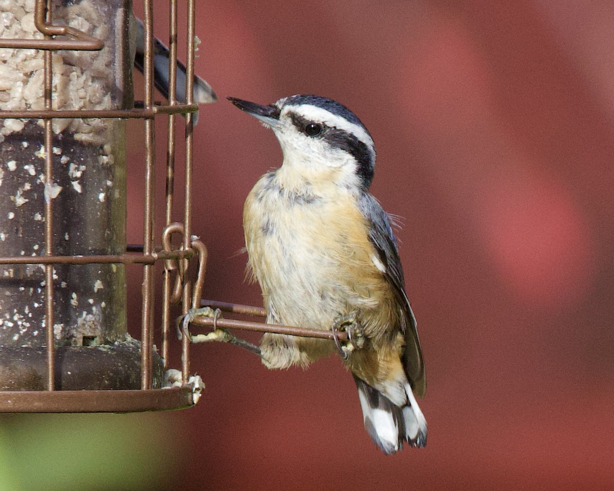 Red-breasted Nuthatch - ML610854592