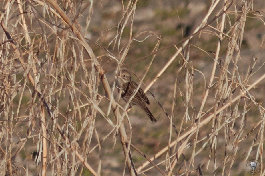 Clay-colored Sparrow - ML610854679