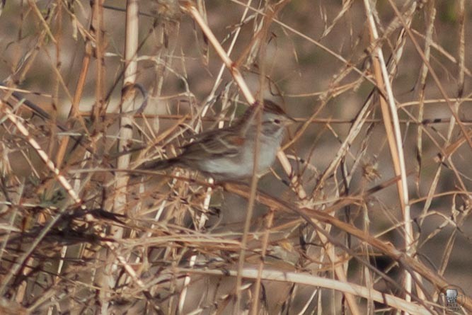 Rufous-winged Sparrow - ML610854694