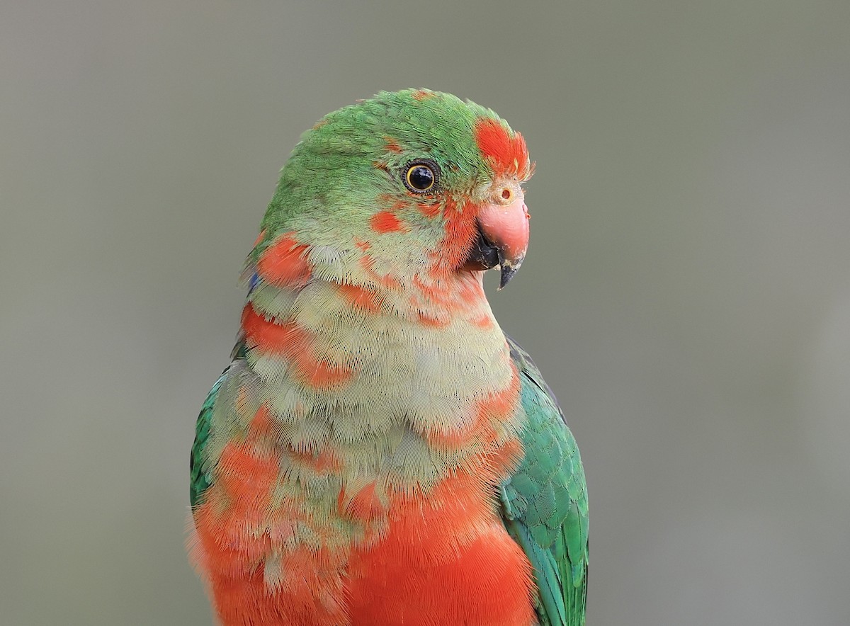 Avustralya Kral Papağanı - ML610854721