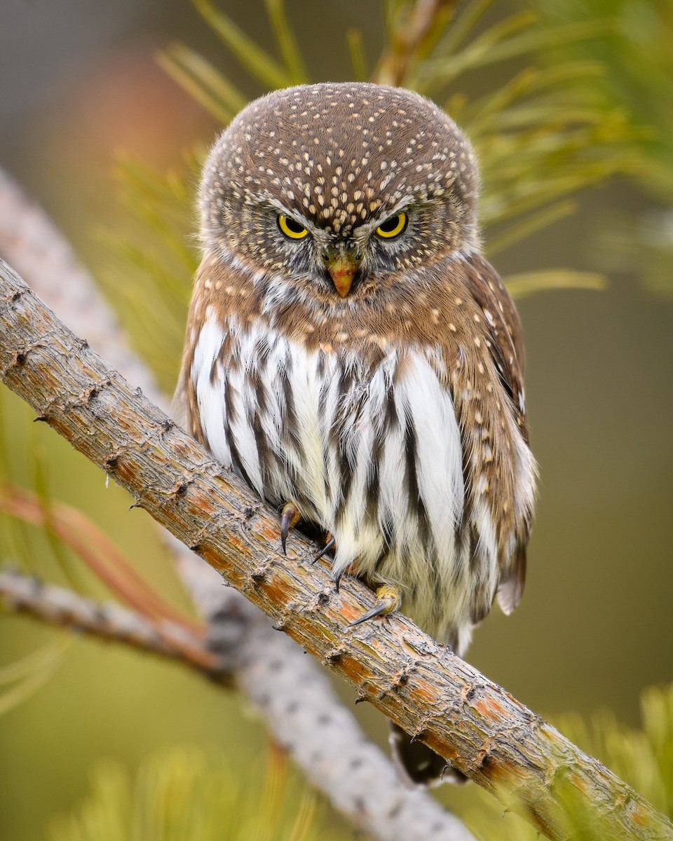 Northern Pygmy-Owl - ML610854926