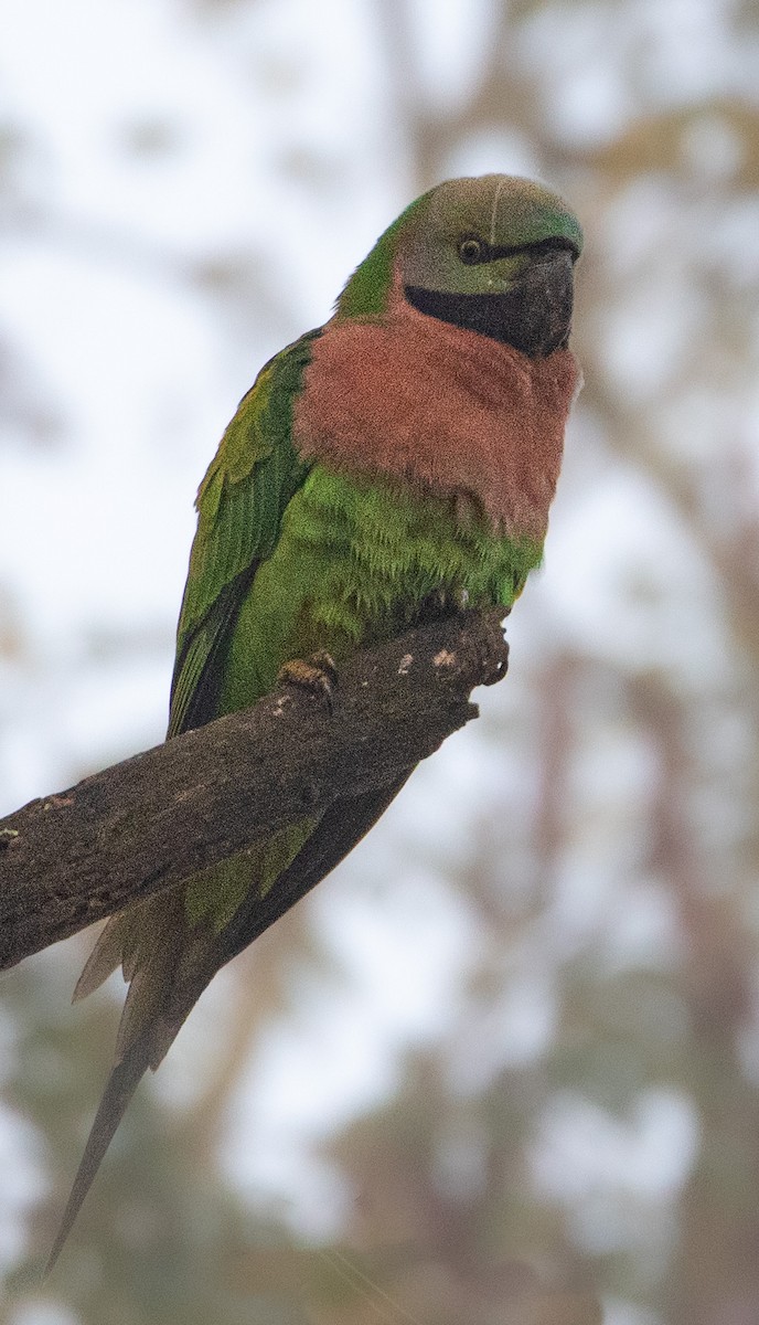 Red-breasted Parakeet - ML610854990