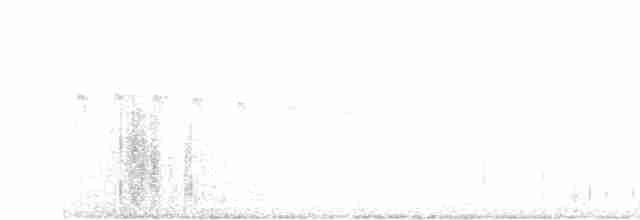 Серпокрилець білочеревий - ML610855346