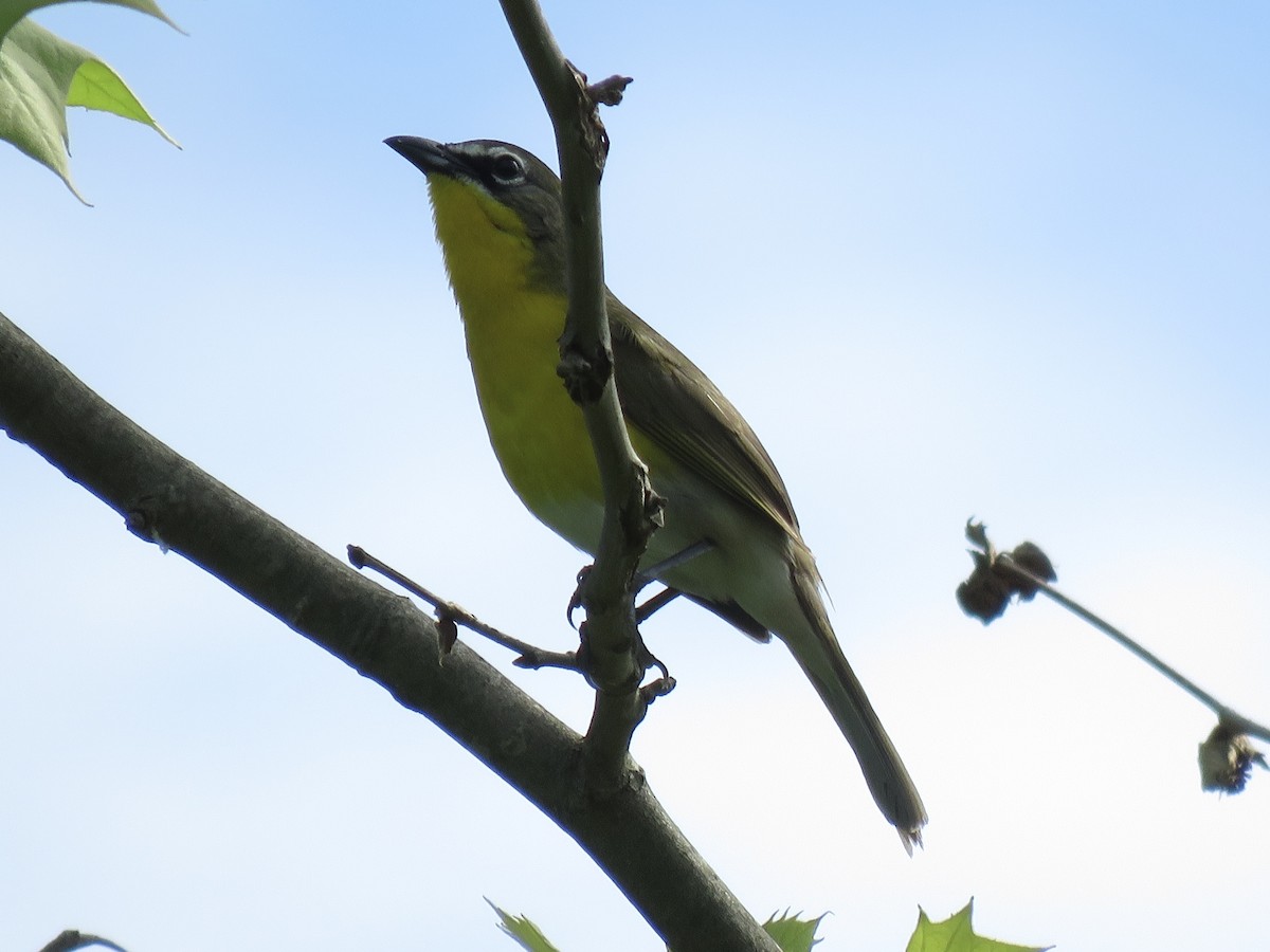 Yellow-breasted Chat (virens) - ML610855417