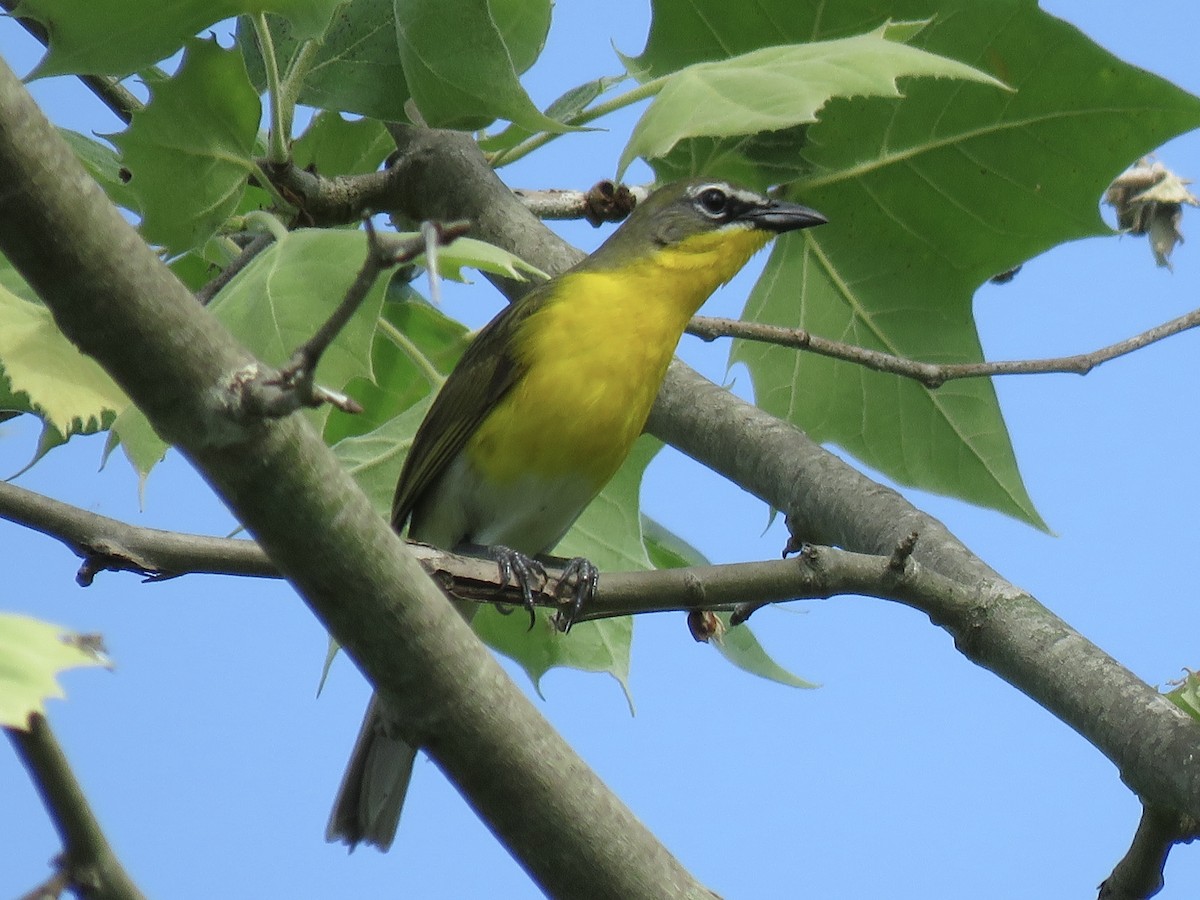 Yellow-breasted Chat (virens) - ML610855418