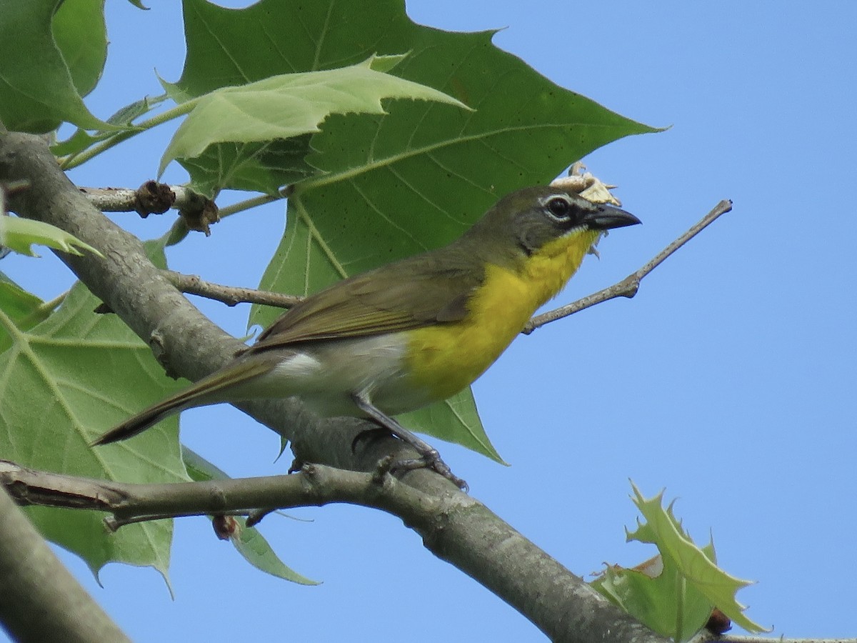 Yellow-breasted Chat (virens) - ML610855420