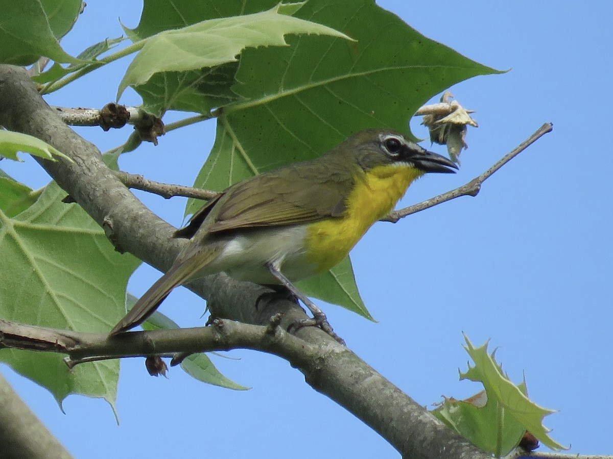 Yellow-breasted Chat (virens) - ML610855421