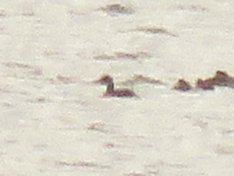 Red-necked Grebe - ML610855604