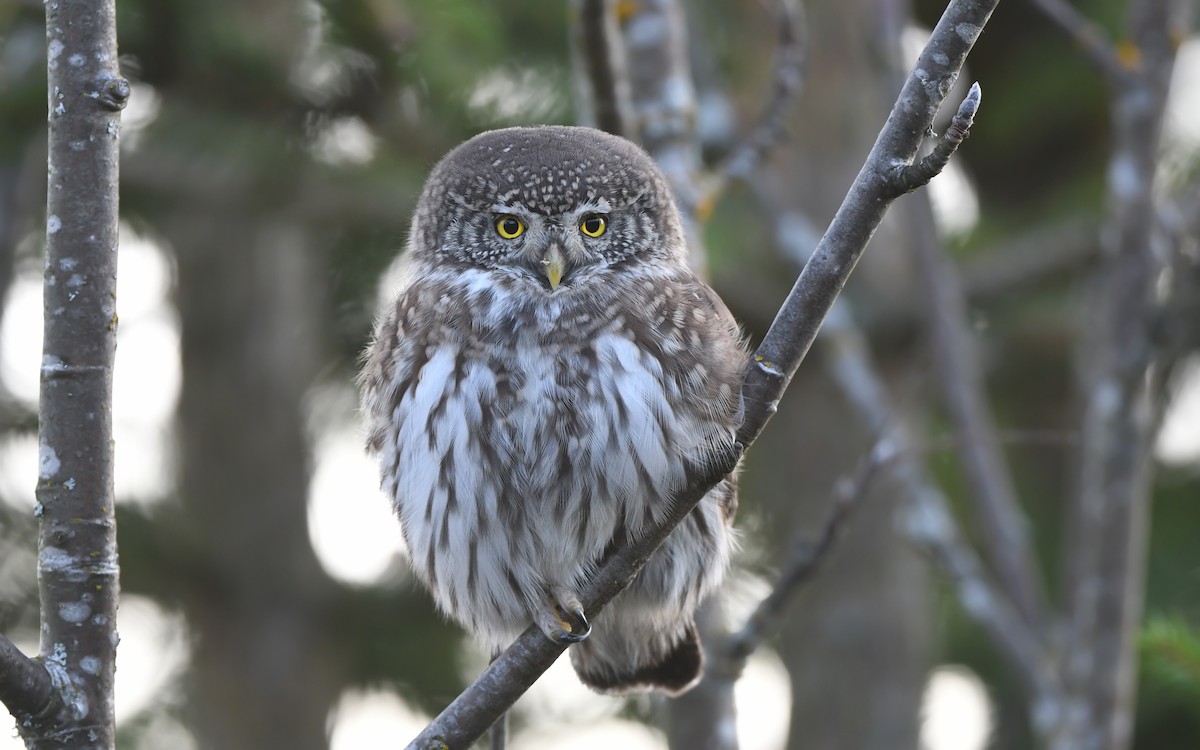 Eurasian Pygmy-Owl - ML610855677