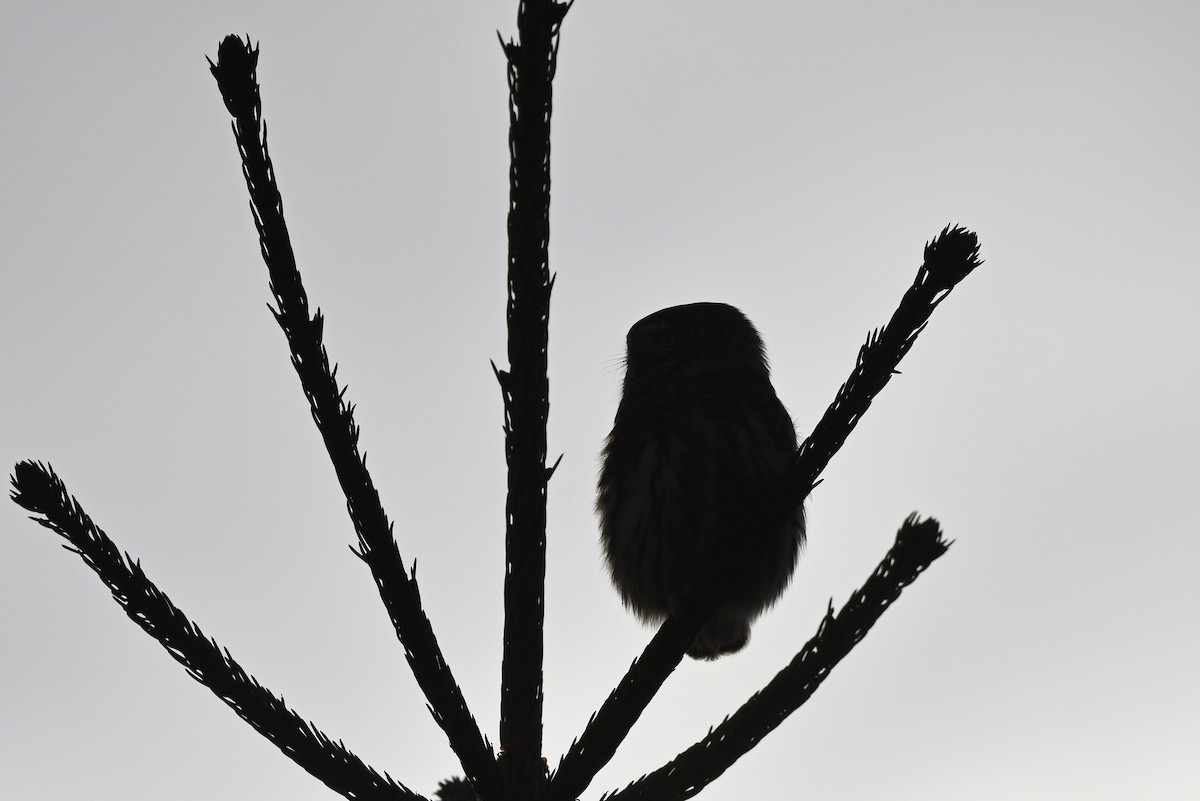 Eurasian Pygmy-Owl - ML610855678