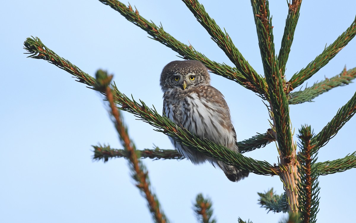 Eurasian Pygmy-Owl - ML610855679
