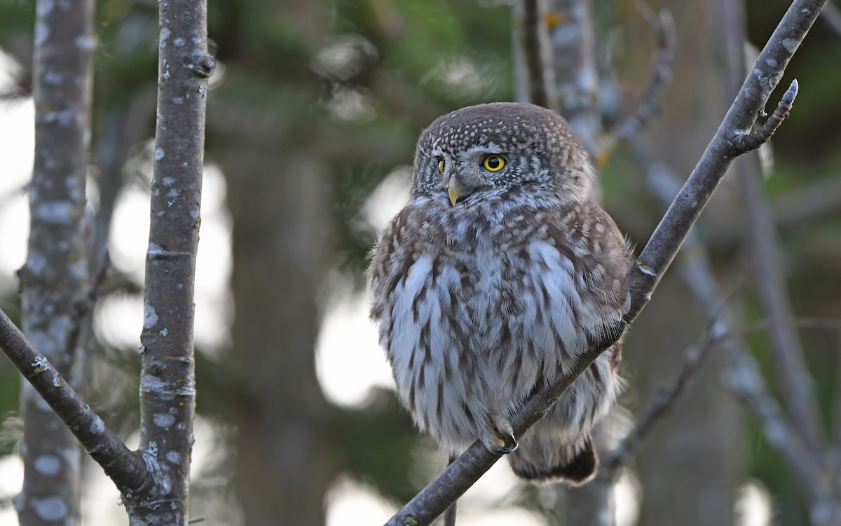 Eurasian Pygmy-Owl - ML610855680
