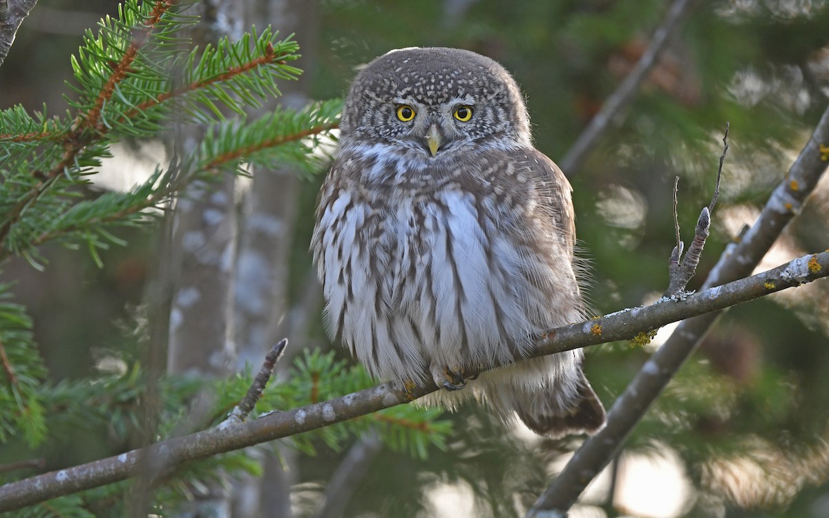 Eurasian Pygmy-Owl - ML610855681