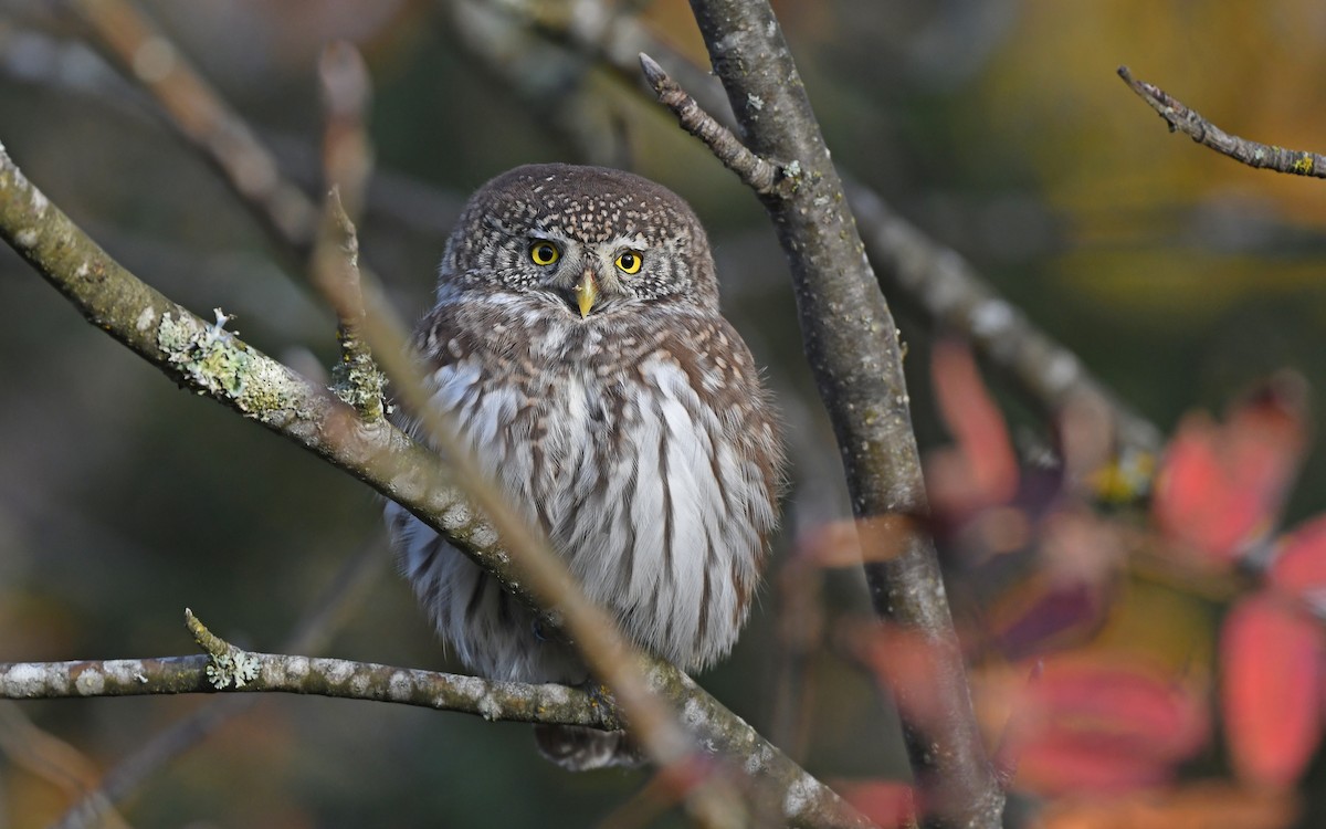 Eurasian Pygmy-Owl - ML610855683