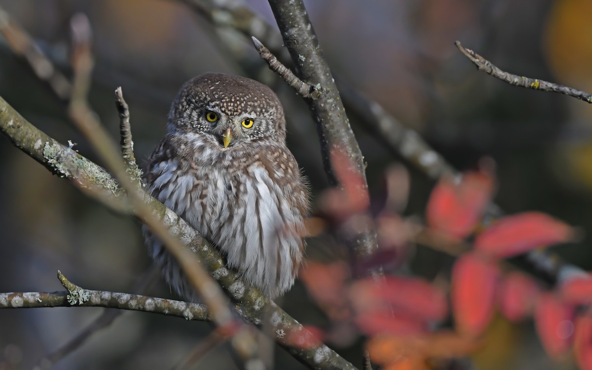 Eurasian Pygmy-Owl - ML610855685