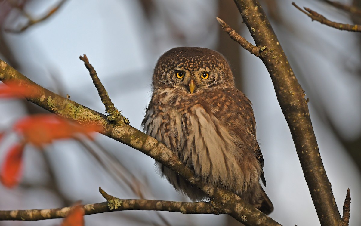 Eurasian Pygmy-Owl - ML610855686
