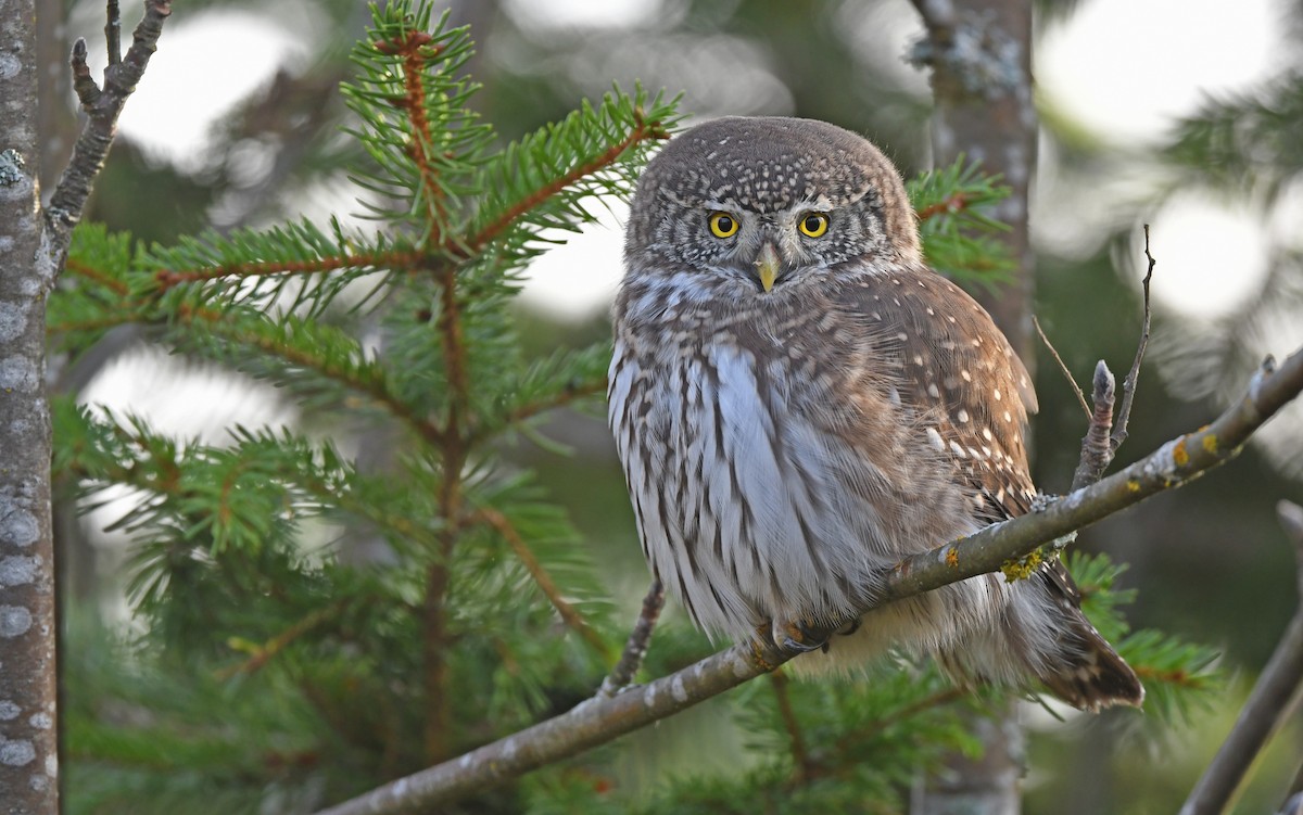 Eurasian Pygmy-Owl - ML610855687